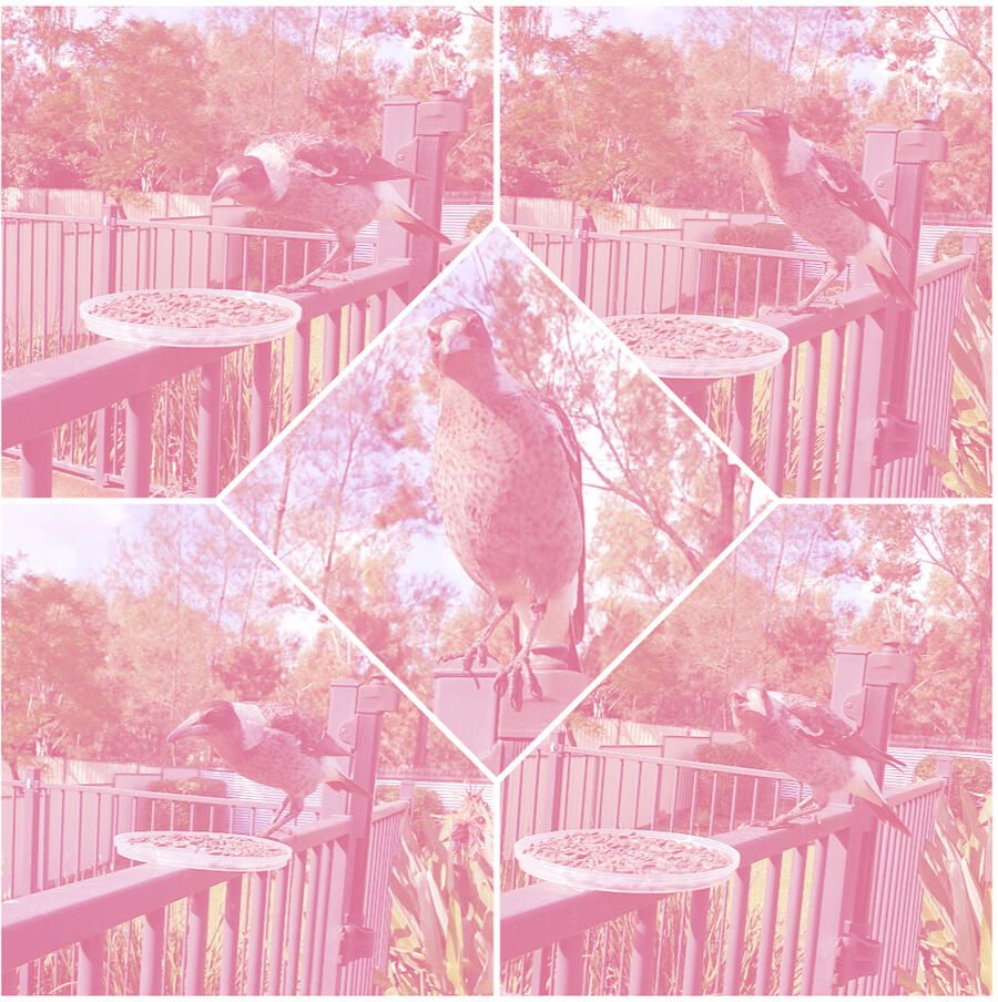 I named them Maggie Moo Moo?!